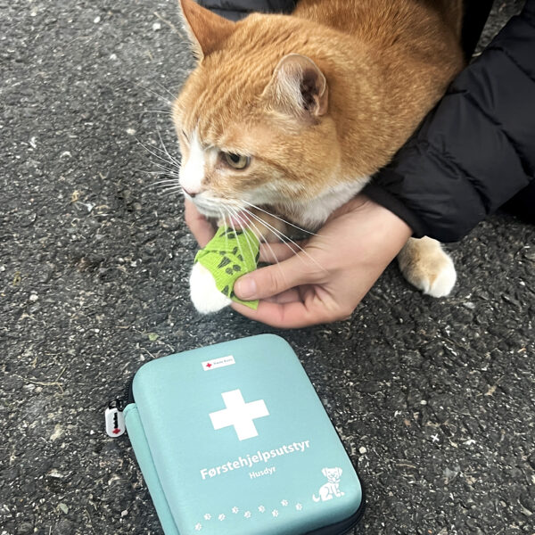 Katt med bandasje og førstehjelpsskrin